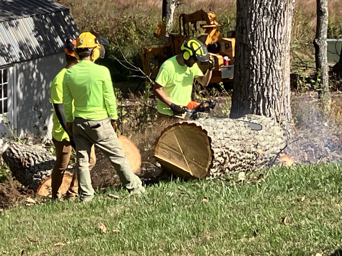 Tree removal in Crozet, VA