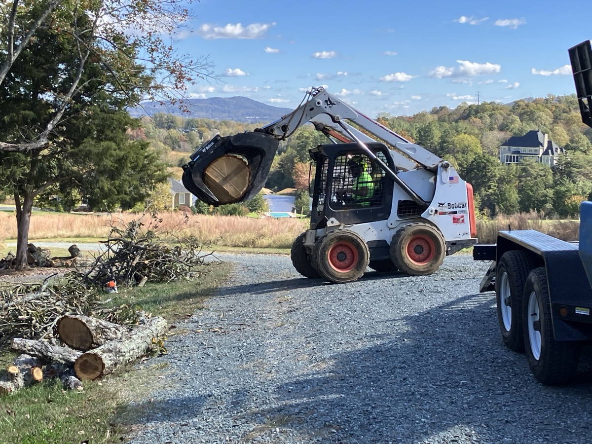 Professional tree removal