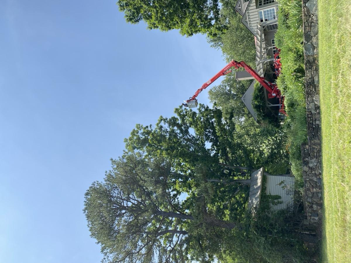 Tree care services in Central Virginia