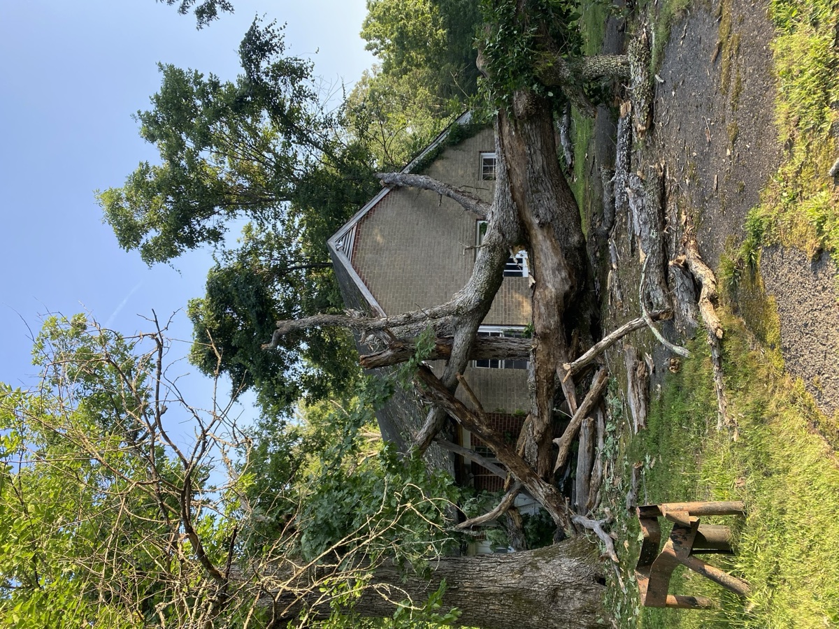 Professional tree removal in Crozet area