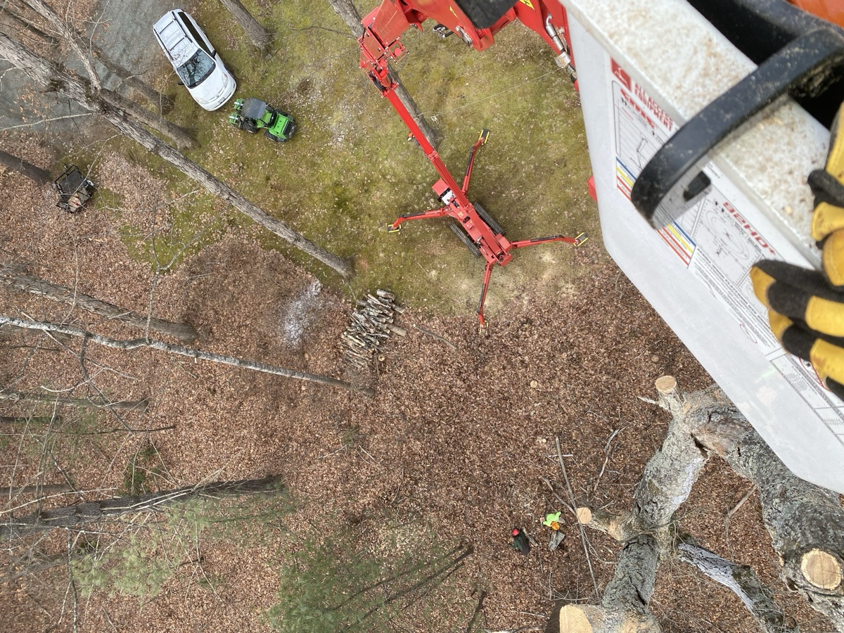 Complete tree removal in Charlottesville region