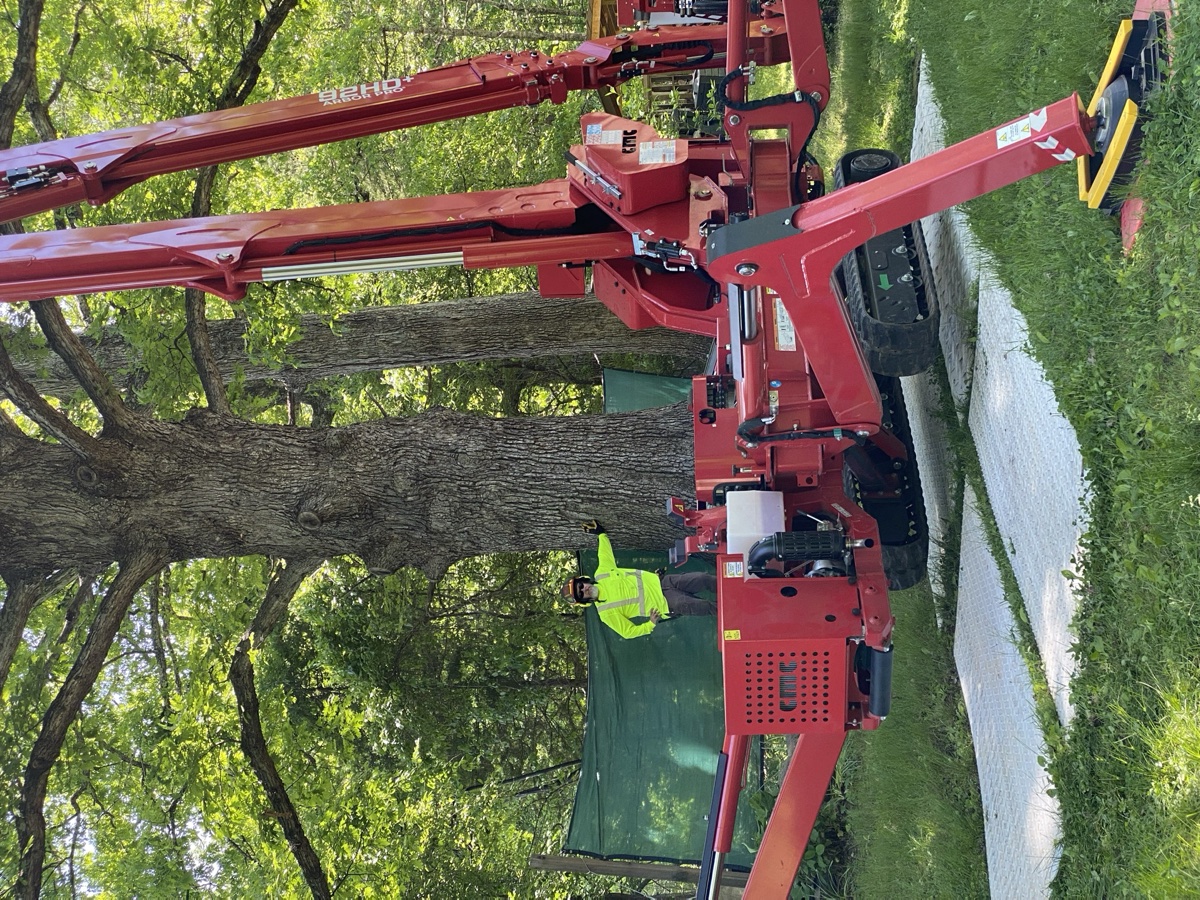 Professional arborist in Central Virginia