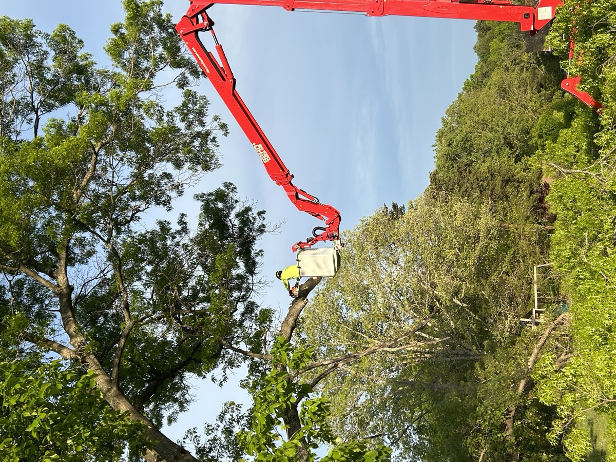 Tree removal and cleanup in Crozet