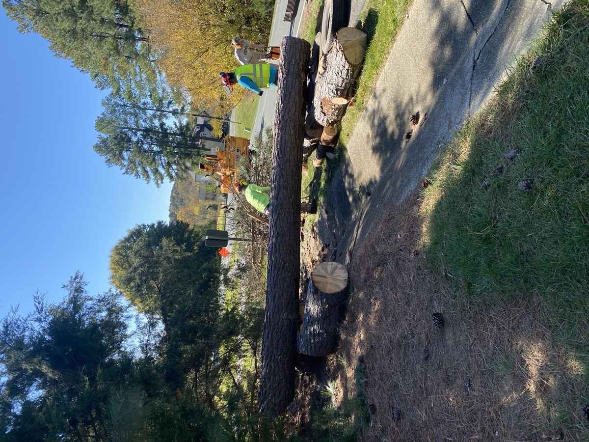 Tree trimming service in Central Virginia