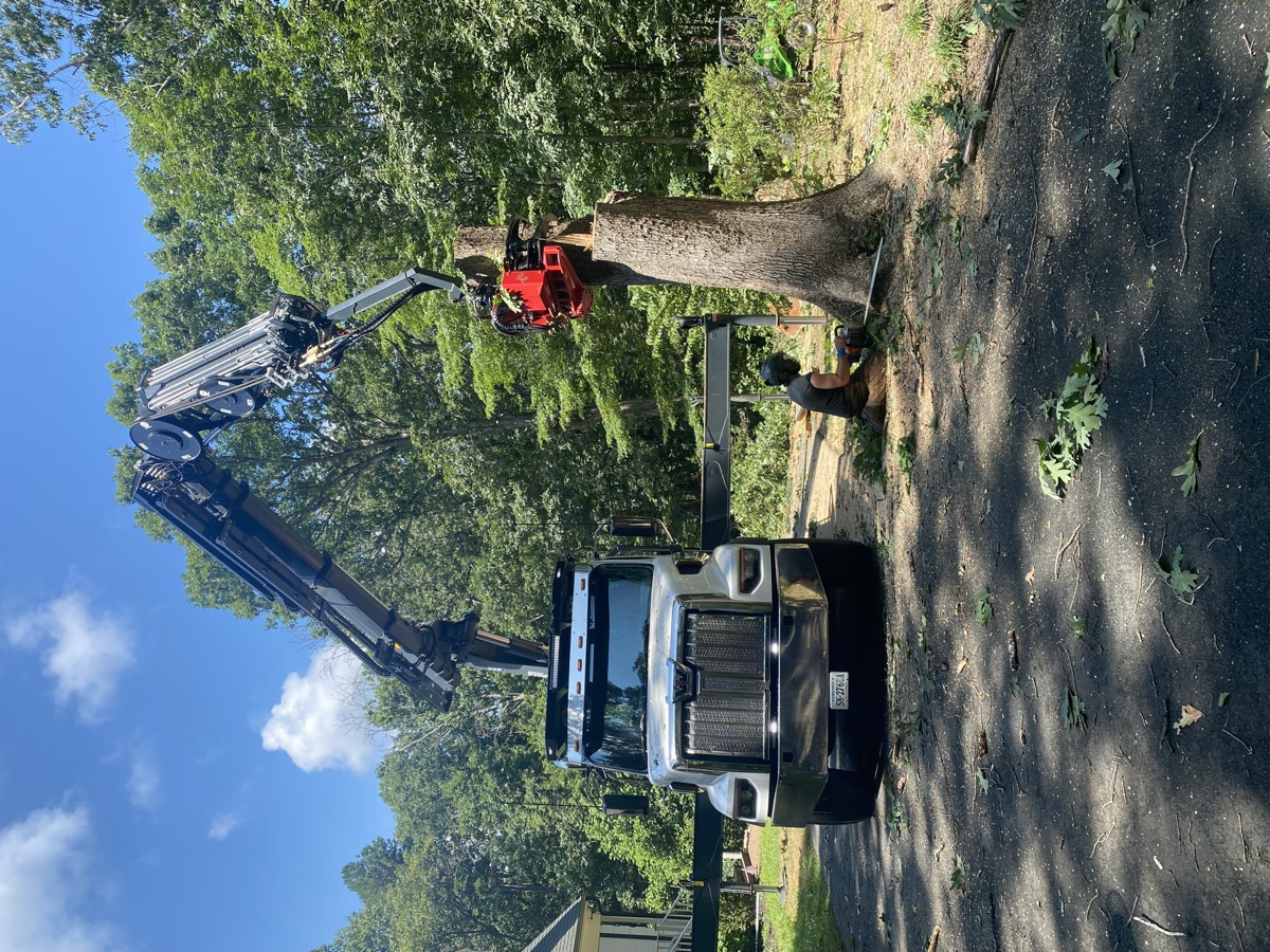 Tree removal project in Crozet area