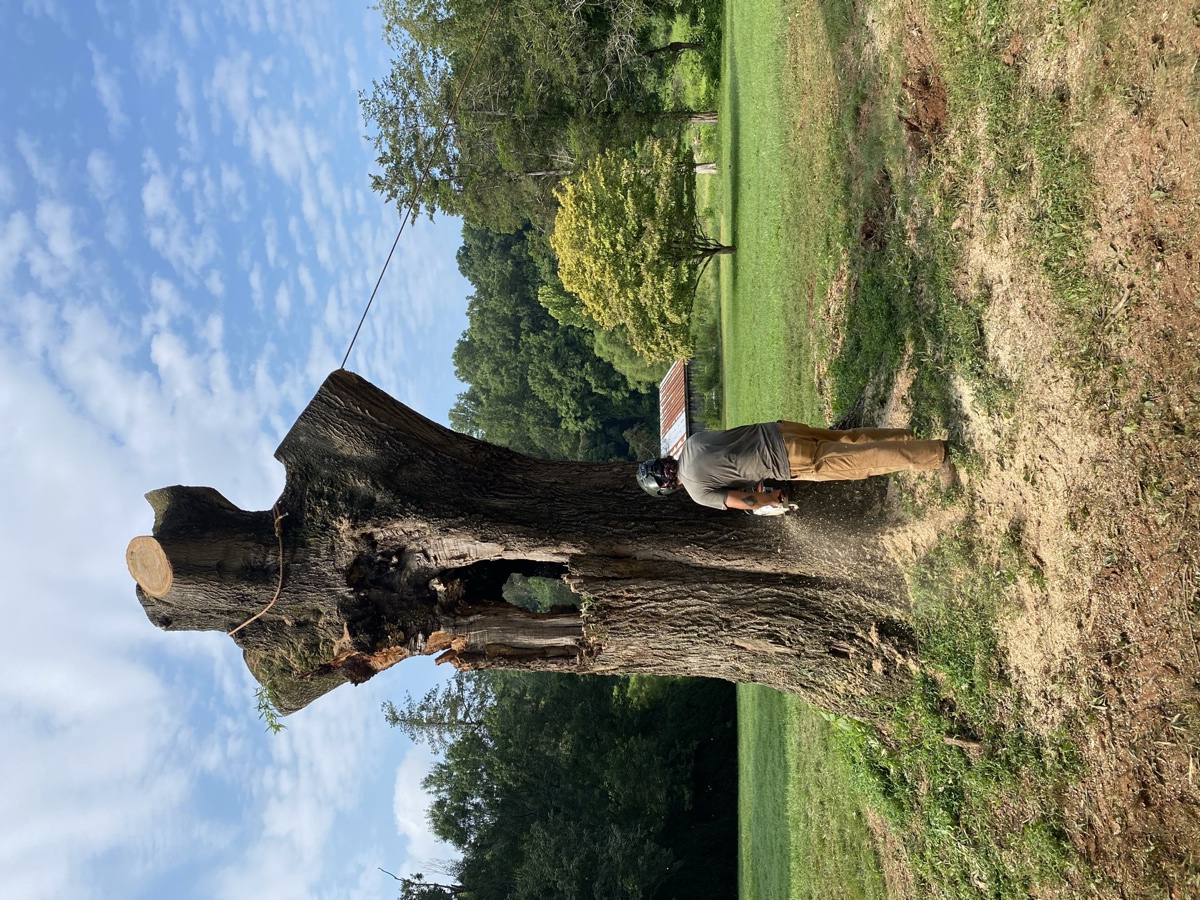 Expert tree trimming in Charlottesville region