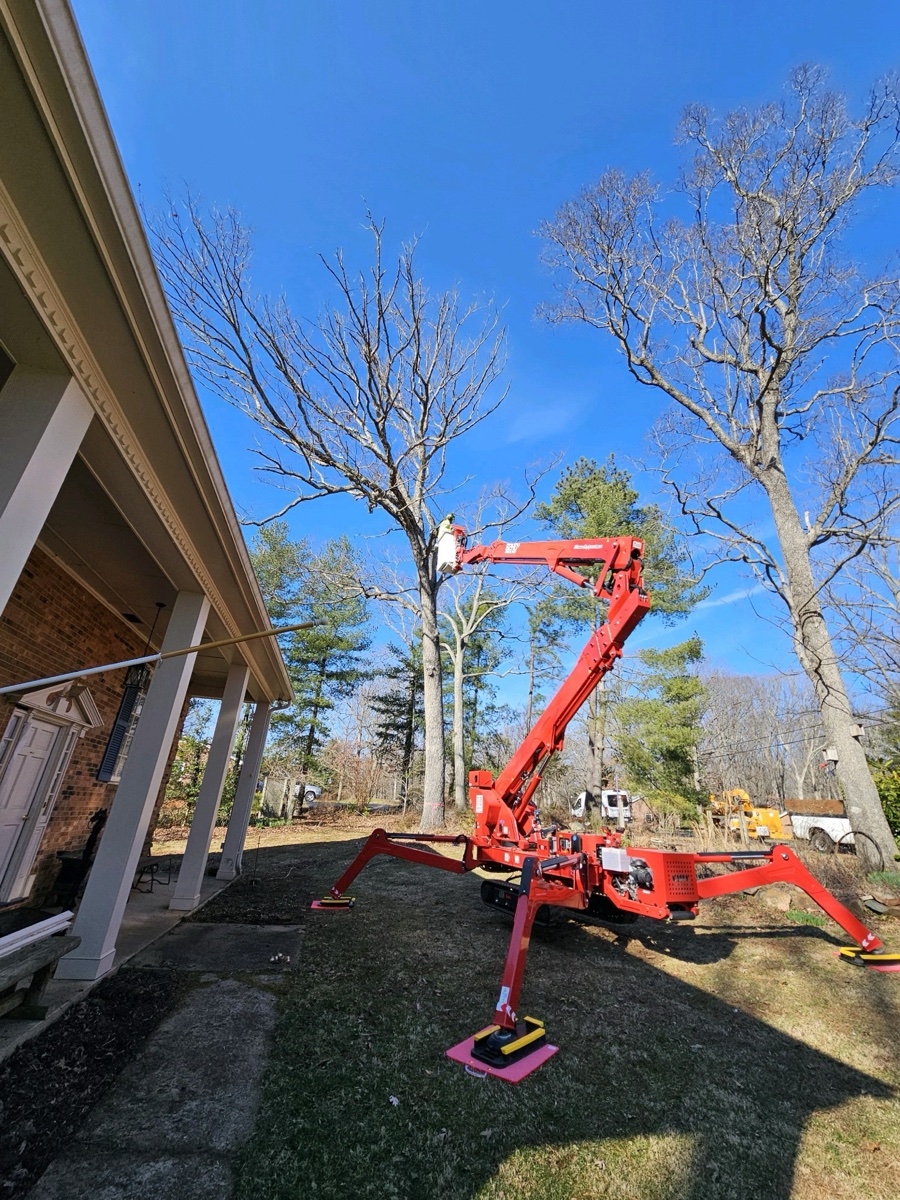 Complete tree care in Crozet region