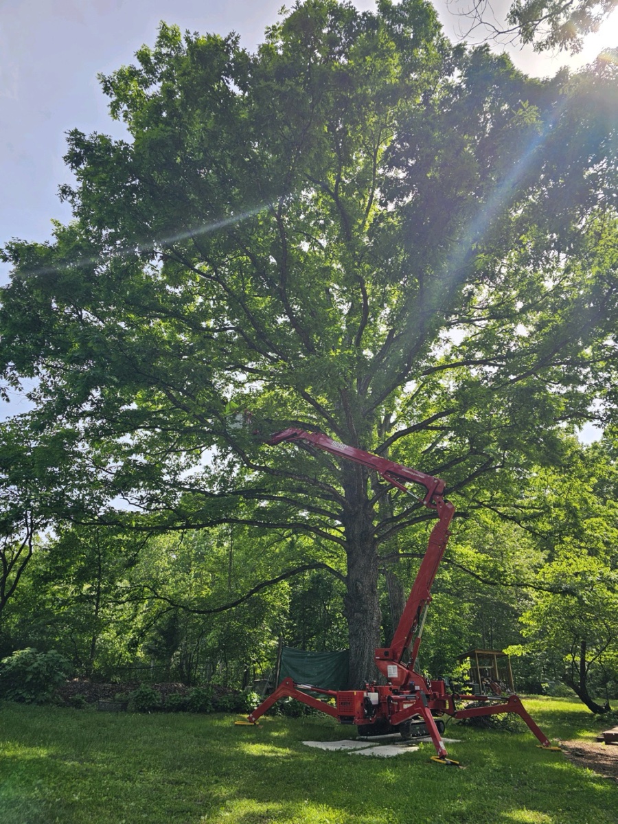 Tree service and removal in Charlottesville