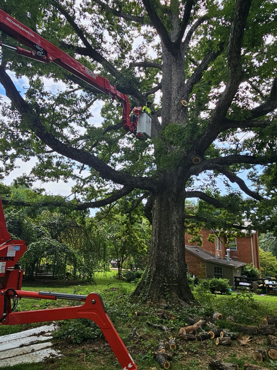 Tree pruning service in Albemarle County
