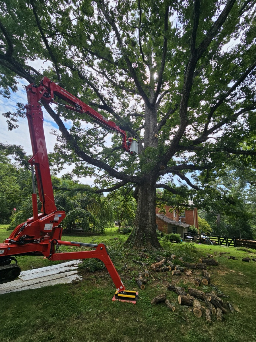 Tree trimming and care in Central Virginia