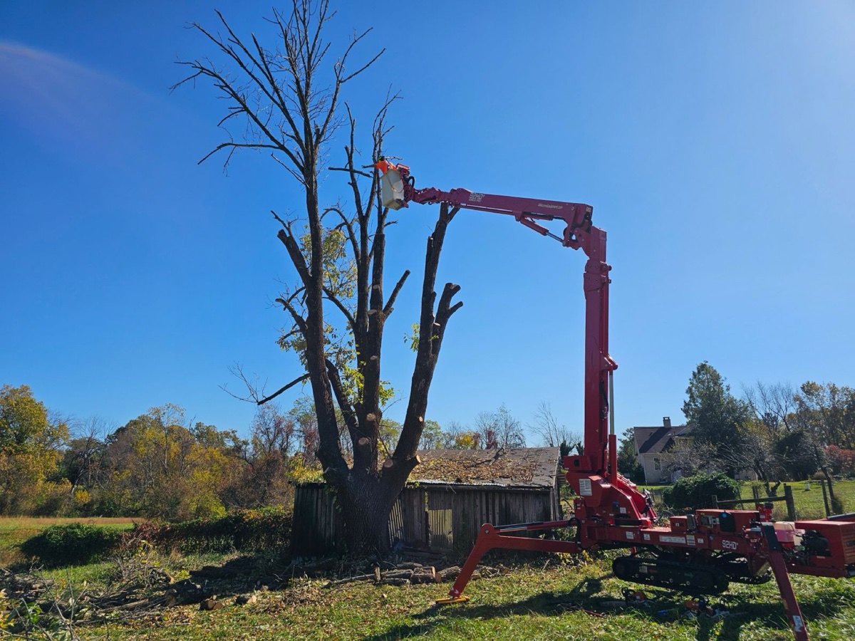 Tree removal project in Central Virginia