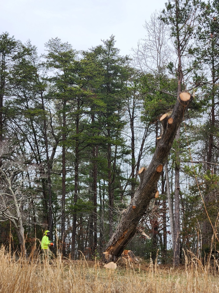 Tree care specialist in Albemarle County