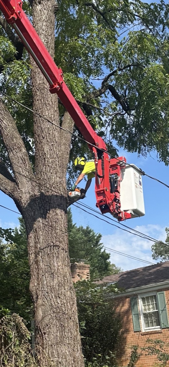 Professional tree trimming in Crozet