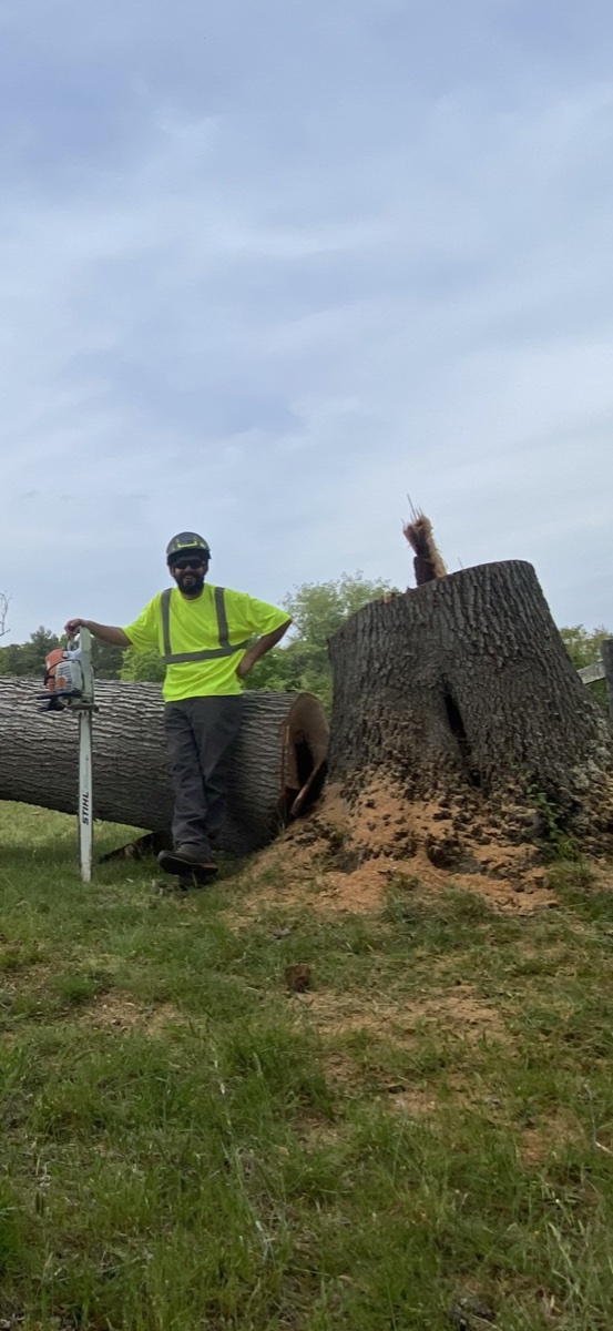 Tree service and removal in Charlottesville area